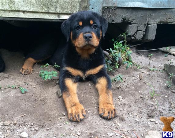 rottweiler puppy posted by Vom Hause Franeta
